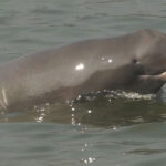 Ganges River Dolphin