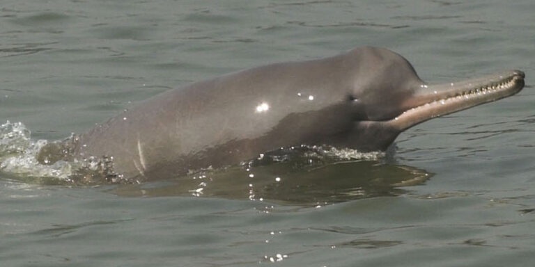 Ganges River Dolphin