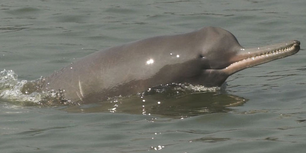 Ganges River Dolphin