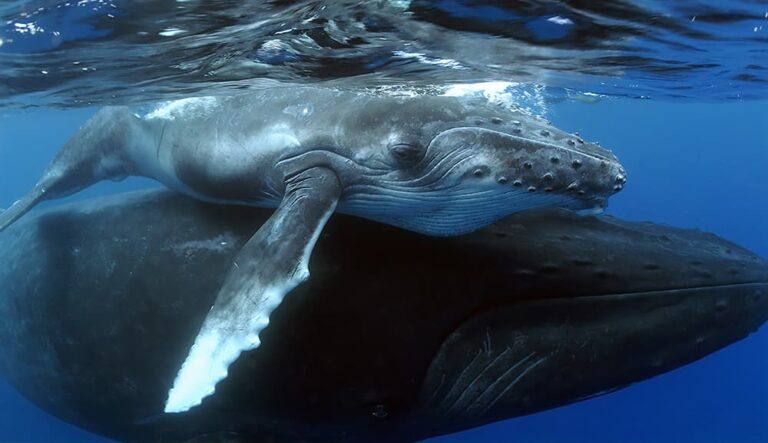 Future Oceans Humpback Whale