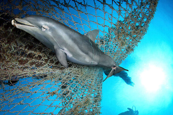 KJWT6C Dead Bottlenose dolphin, Tursiops truncatus, entangled on nylon ropes and lost fishing net. Nylon cables and nets lost or dumped at sea pose a