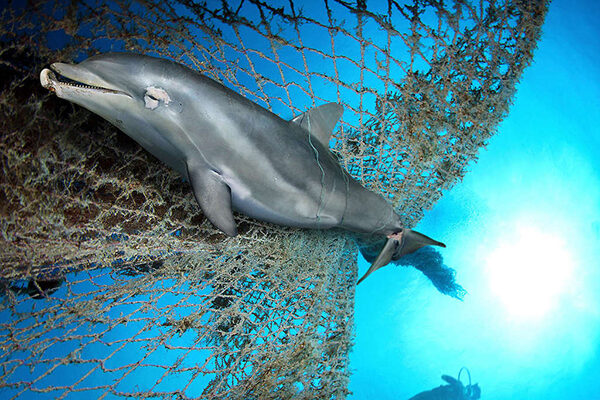 KJWT6C Dead Bottlenose dolphin, Tursiops truncatus, entangled on nylon ropes and lost fishing net. Nylon cables and nets lost or dumped at sea pose a